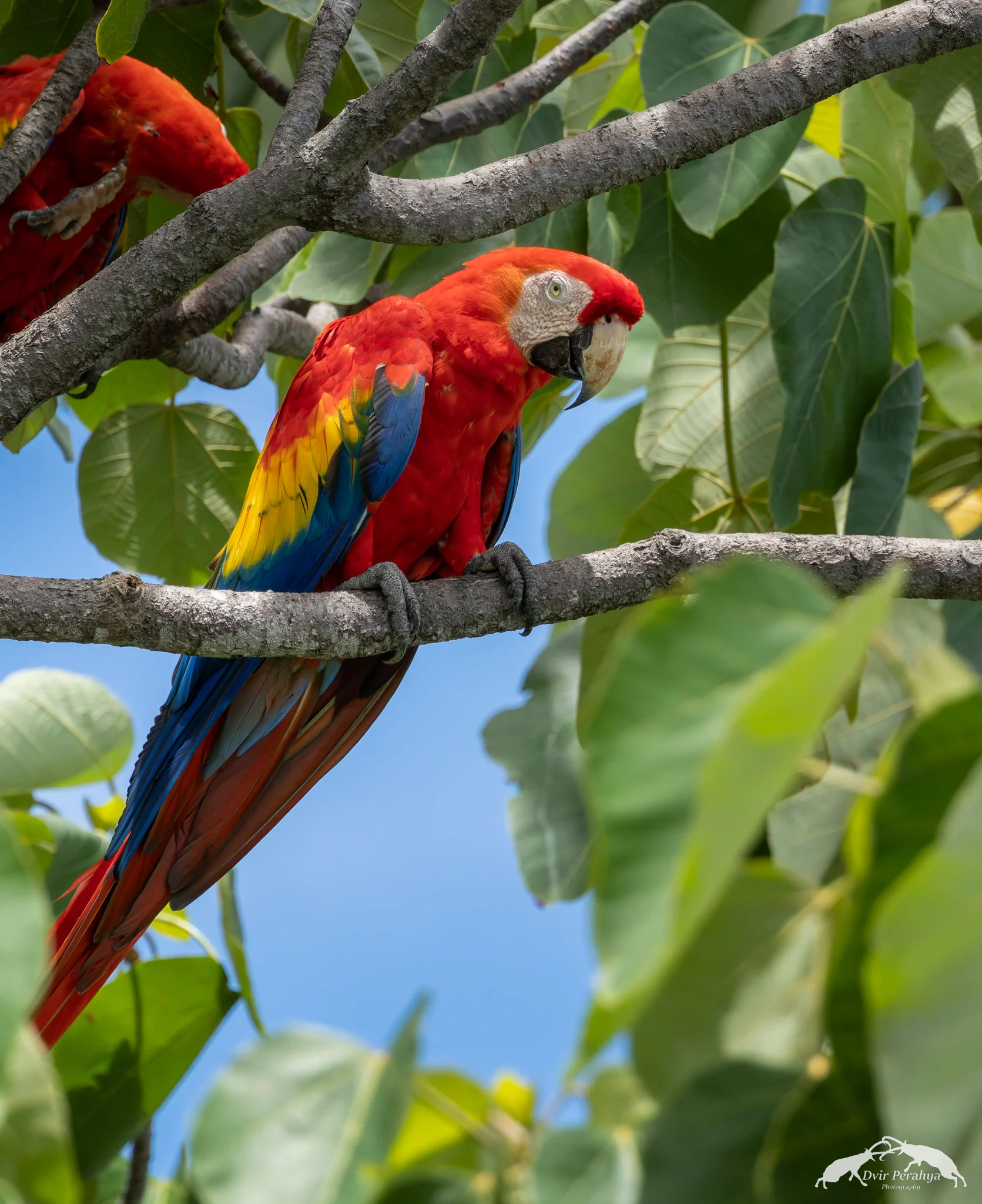 Costa Rica Wildlife